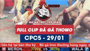 Video đá gà trực tiếp thomo CPC5 ngày 29012026