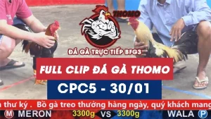 Video đá gà trực tiếp thomo CPC5 ngày 30012026