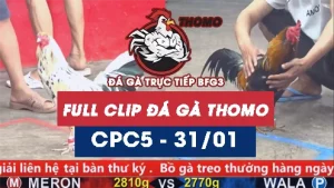 Video đá gà trực tiếp thomo CPC5 ngày 31012026