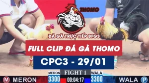 Video đá gà trực tiếp thomo CPC3 ngày 29/01/2026