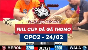 Video đá gà trực tiếp thomo CPC2 ngày 24022026