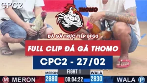 Video đá gà trực tiếp thomo CPC2 ngày 27/02/2026