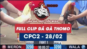Video đá gà trực tiếp thomo CPC2 ngày 28022026