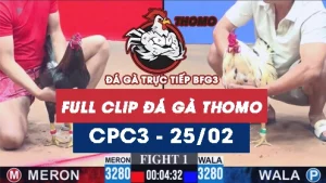 Video đá gà trực tiếp thomo CPC3 ngày 25022026