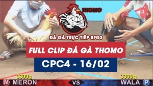 Video đá gà trực tiếp thomo CPC4 ngày 16022026