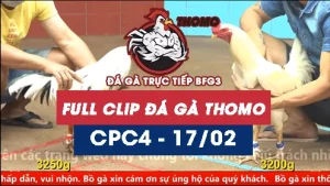 Video đá gà trực tiếp thomo CPC4 ngày 17022026