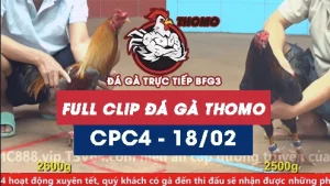 Video đá gà trực tiếp thomo CPC4 ngày 18022026