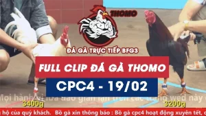 Video đá gà trực tiếp thomo CPC4 ngày 19022026