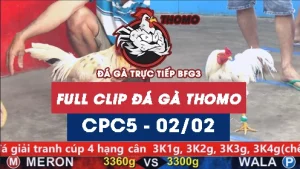 Video đá gà trực tiếp thomo CPC5 ngày 02022026
