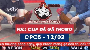 Video đá gà trực tiếp thomo CPC5 ngày 12022026