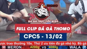 Video đá gà trực tiếp thomo CPC5 ngày 13022026