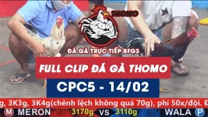 Video đá gà trực tiếp thomo CPC5 ngày 14022026