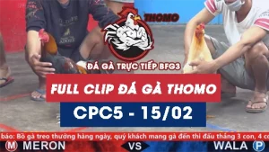 Video đá gà trực tiếp thomo CPC5 ngày 15022026