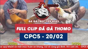 Video đá gà trực tiếp thomo CPC5 ngày 20022026