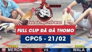 Video đá gà trực tiếp thomo CPC5 ngày 21022026