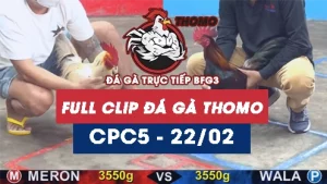Video đá gà trực tiếp thomo CPC5 ngày 22022026