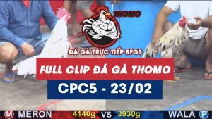 Video đá gà trực tiếp thomo CPC5 ngày 23022026