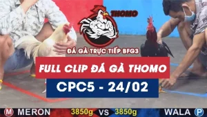 Video đá gà trực tiếp thomo CPC5 ngày 24022026