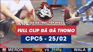 Video đá gà trực tiếp thomo CPC5 ngày 25022026