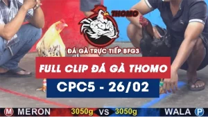 Video đá gà trực tiếp thomo CPC5 ngày 26022026