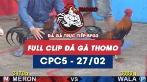 Video đá gà trực tiếp thomo CPC5 ngày 27022026