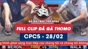 Video đá gà trực tiếp thomo CPC5 ngày 28022026
