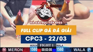 [Gà Đá Giải] Video đá gà trực tiếp thomo CPC3 ngày 22032026