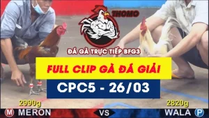[Gà Đá Giải] Video đá gà trực tiếp thomo CPC5 ngày 26032026