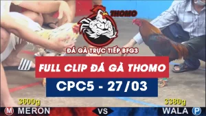 Video đá gà thomo CPC5 ngày 27032026