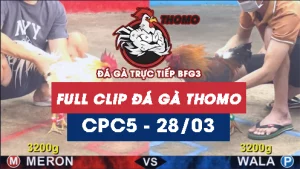 Video đá gà thomo CPC5 ngày 28032026