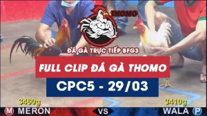 Video đá gà thomo CPC5 ngày 29032026