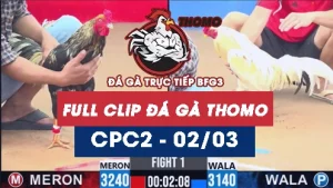 Video đá gà trực tiếp thomo CPC2 ngày 02032026