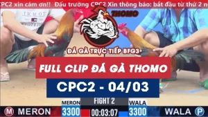 Video đá gà trực tiếp thomo CPC2 ngày 04032026