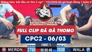 Video đá gà trực tiếp thomo CPC2 ngày 06032026