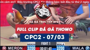 Video đá gà trực tiếp thomo CPC2 ngày 07032026