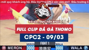 Video đá gà trực tiếp thomo CPC2 ngày 09/03/2026