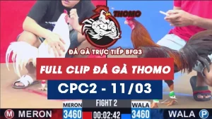 Video đá gà trực tiếp thomo CPC2 ngày 11/03/2026