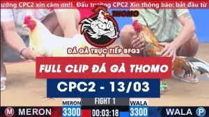 Video đá gà trực tiếp thomo CPC2 ngày 13/03/2026