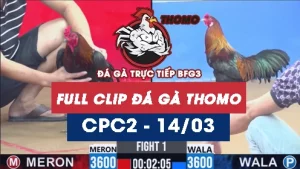 Video đá gà trực tiếp thomo CPC2 ngày 14/03/2026