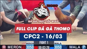Video đá gà trực tiếp thomo CPC2 ngày 16/03/2026