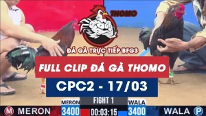 Video đá gà trực tiếp thomo CPC2 ngày 17/03/2026