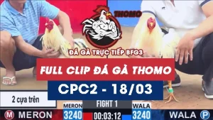 Video đá gà trực tiếp thomo CPC2 ngày 18/03/2026