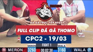 Video đá gà trực tiếp thomo CPC2 ngày 19/03/2026