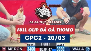Video đá gà trực tiếp thomo CPC2 ngày 20032026