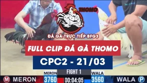 Video đá gà trực tiếp thomo CPC2 ngày 21032026