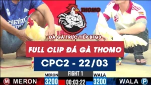 Video đá gà trực tiếp thomo CPC2 ngày 22032026