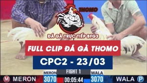 Video đá gà trực tiếp thomo CPC2 ngày 23032026