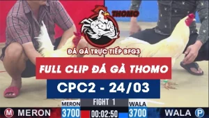 Video đá gà trực tiếp thomo CPC2 ngày 24032026