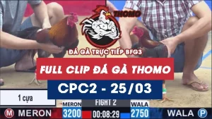Video đá gà trực tiếp thomo CPC2 ngày 25032026