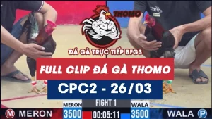 Video đá gà trực tiếp thomo CPC2 ngày 26/03/2026